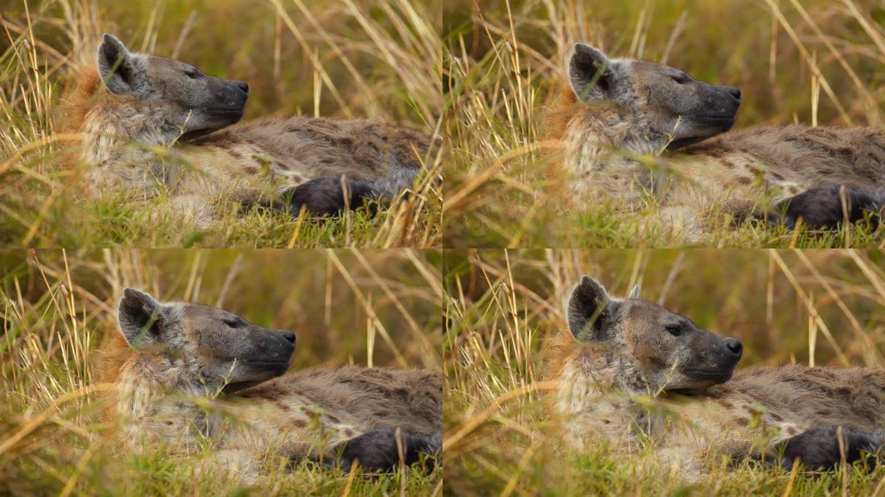 鬣狗躺在野生动物保护区的草地上