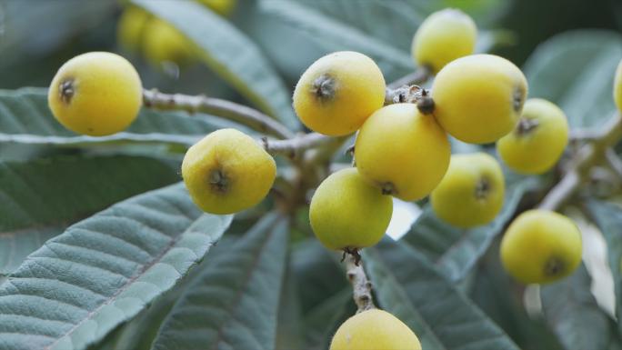 唯美枇杷果种植枇杷成熟空镜头视频素材