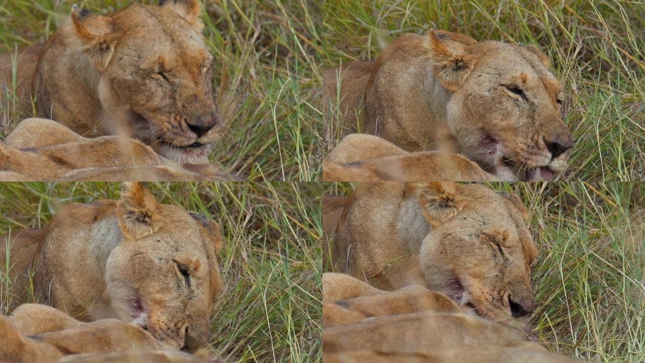 母狮在野生动物保护区的草地上休息时舔自己