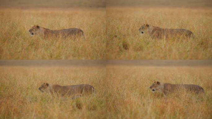 母狮在野生动物保护区的草原上行走