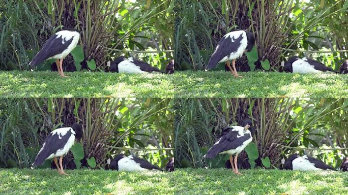 喜鹊鹅或Anseranas semipalmata青草上的黑白鸟