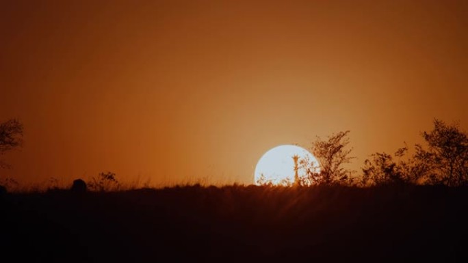 长颈鹿在引人注目的橙色天空中面对阳光在宁静的田野中行走