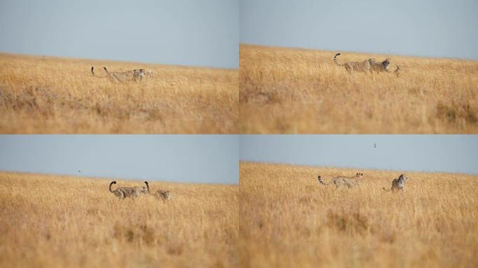 慢镜头猎豹在草原上猎杀一只黑斑羚幼崽