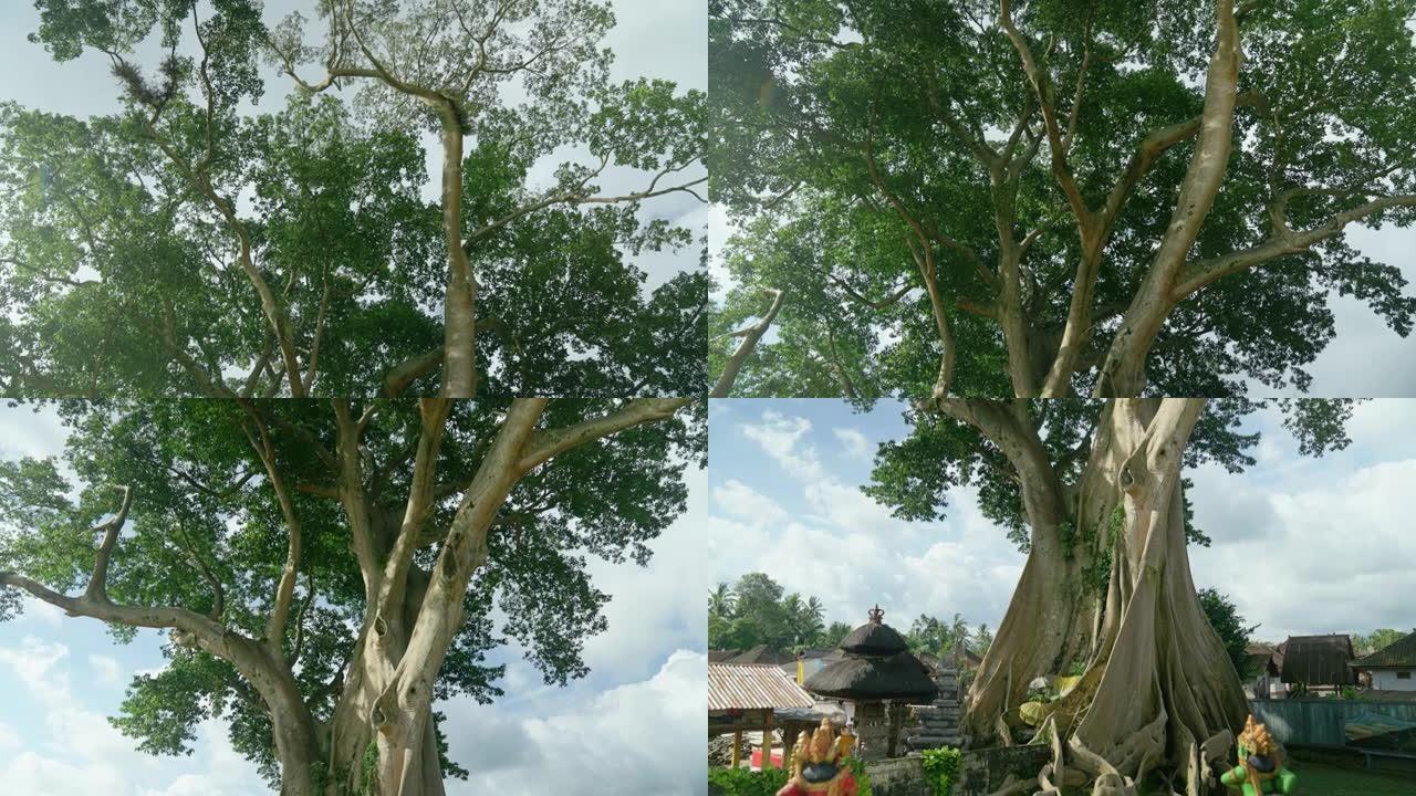 巴厘岛村庄中生长的热带大树
