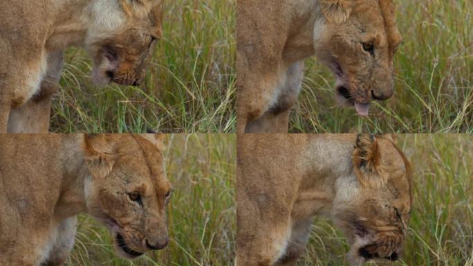 狮子站在野生动物保护区的草原上舔嘴唇