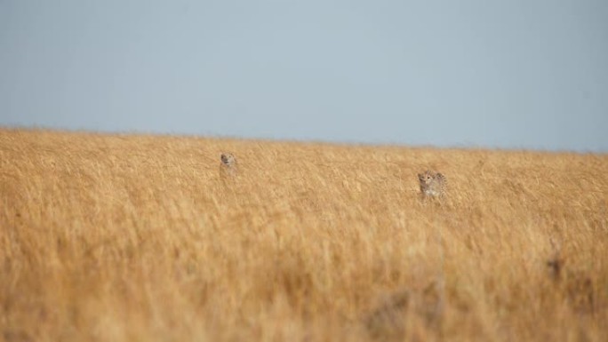 慢动作野生非洲猎豹在草原上小心翼翼地寻找猎物。猎豹猎杀黑斑羚。