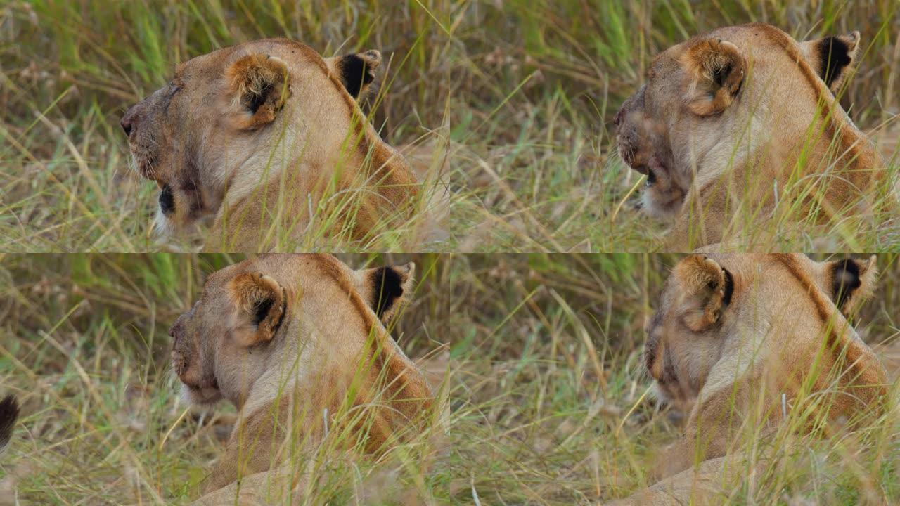 狮子在野生动物保护区的草原上休息