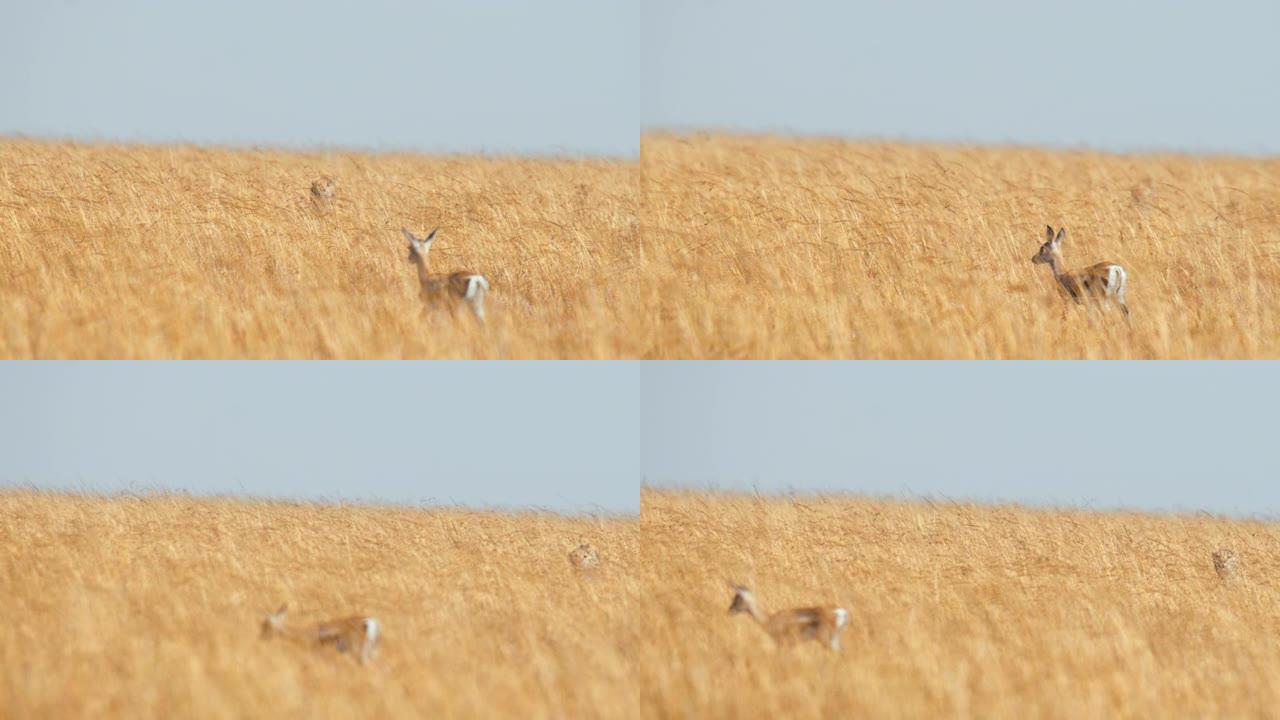 慢动作野生非洲猎豹小心翼翼地走过田野，攻击草原上的黑斑羚幼崽。猎豹猎杀黑斑羚。狩猎模式。