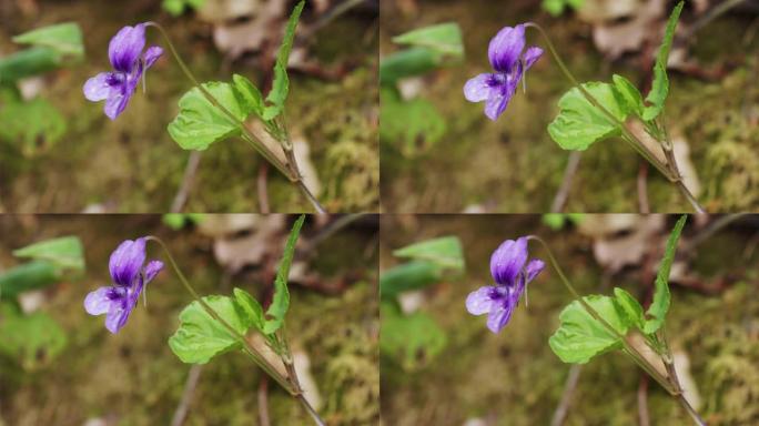 盛开的紫罗兰花的特写