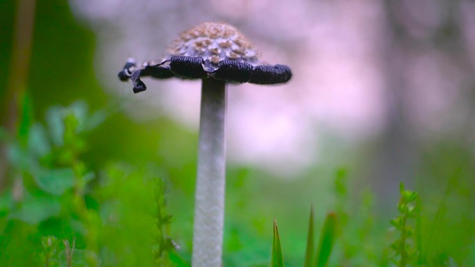 小清新野生菌野蘑菇毒蘑菇清新空镜头