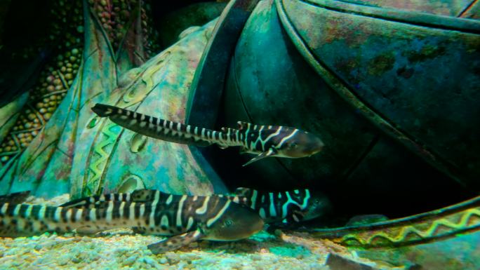 豹纹鲨鱼 海洋馆 海底世界 水族馆