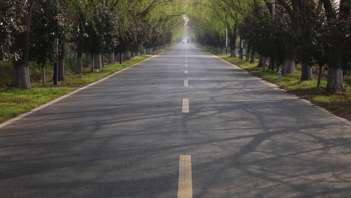 【原创】绿荫公路