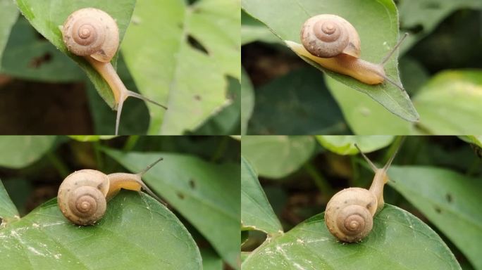 树叶蜗牛爬行蜗牛雨后蜗牛攀爬小蜗牛鼻涕虫