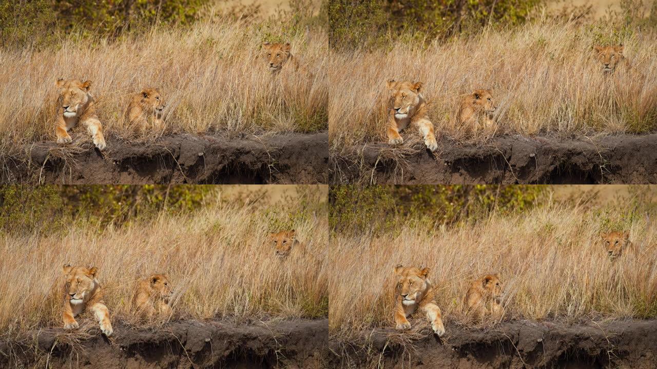 伪装的狮子在马赛马拉国家保护区的草岩层上放松。以8k分辨率拍摄-红色V-猛禽8K VV