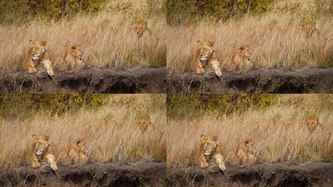 伪装的狮子在马赛马拉国家保护区的草岩层上放松。以8k分辨率拍摄-红色V-猛禽8K VV