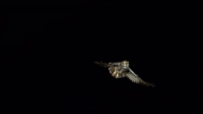 小猫头鹰，雅典娜夜蛾，成年飞行，法国诺曼底，慢动作4K