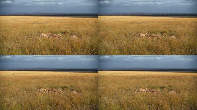 狮子在野生动物保护区的草地上吃死斑马