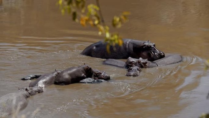 河马站在河里日落野生动物保护生物