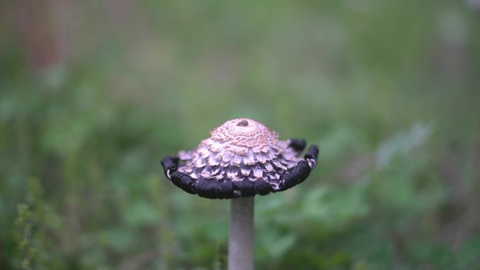 小清新野生菌野蘑菇毒蘑菇清新空镜头