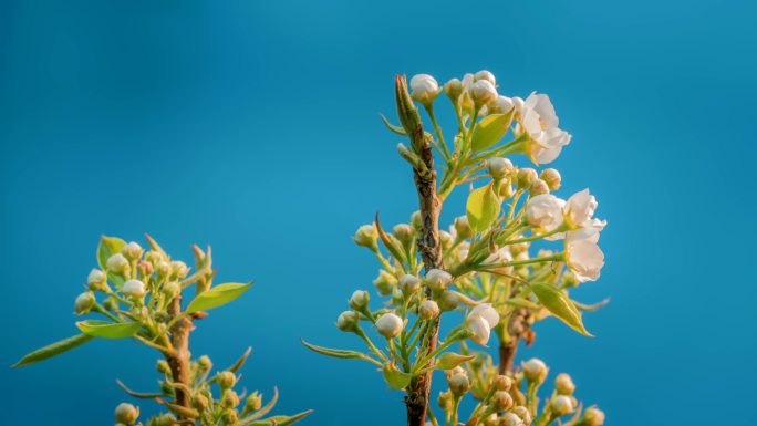 梨花 春天 春暖花开 绽放