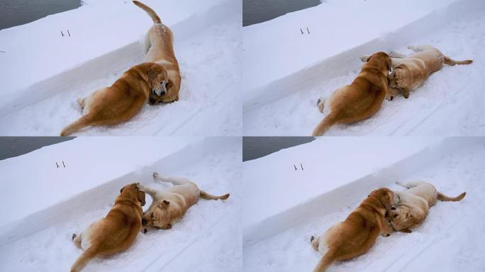 两只大狗在冬天躺在雪地上玩耍