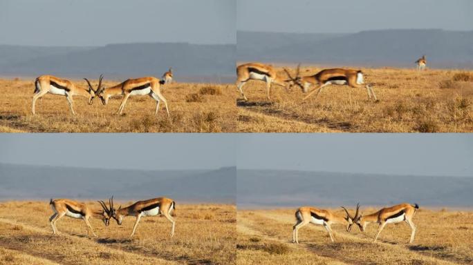马赛马拉国家保护区的大草原上，瞪羚用角打架