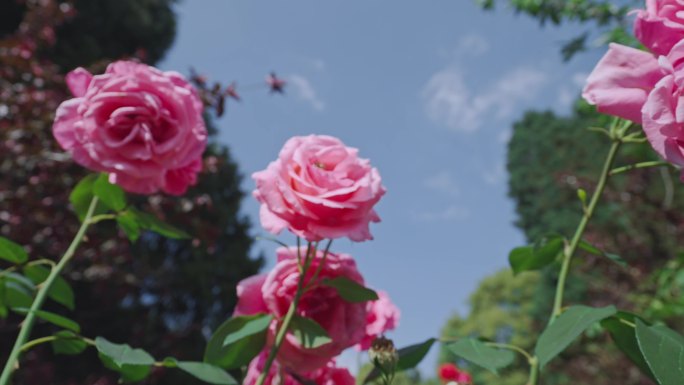 月季花盛开蜜蜂采蜜升格镜头