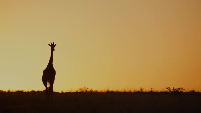 剪影长颈鹿在金色日出的天空中行走