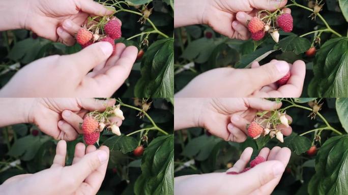 女人的手收集树莓的慢动作。