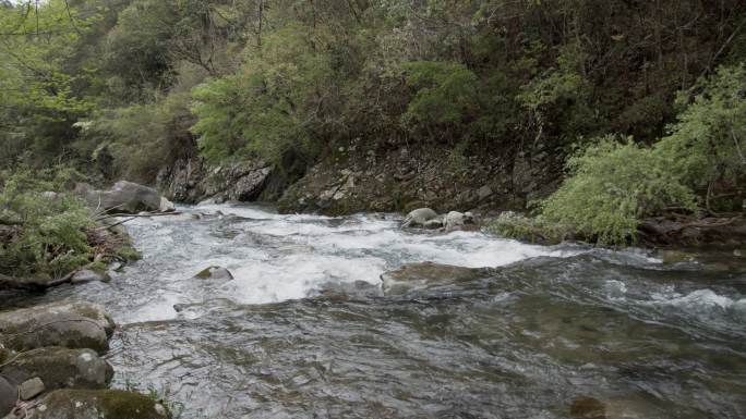 原始森林清澈溪涧流水