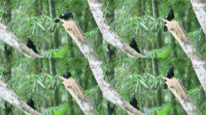 鸟:在泰国南部的圣卡拉基里国家公园里，合上一对黑喜鹊(Platysmurus leucopterus
