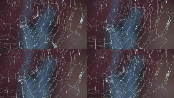 蛛网特写，美丽的蜘蛛白网。