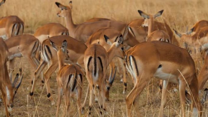 在非洲马赛马拉国家保护区的大草原上放牧的黑斑羚