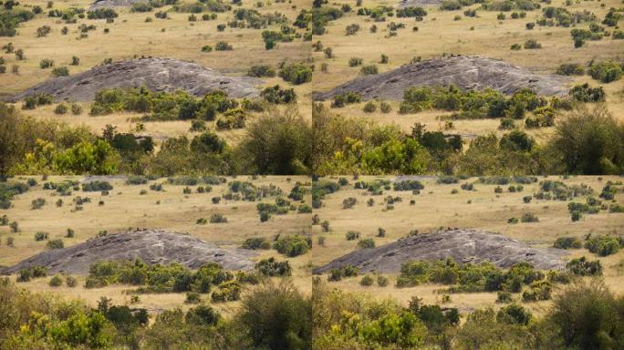 在岩层的顶部是休息的狮子。马赛马拉国家保护区