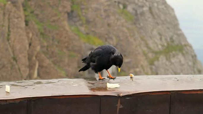 Dohle黑鸟喂食山。皮拉图斯 (HD)