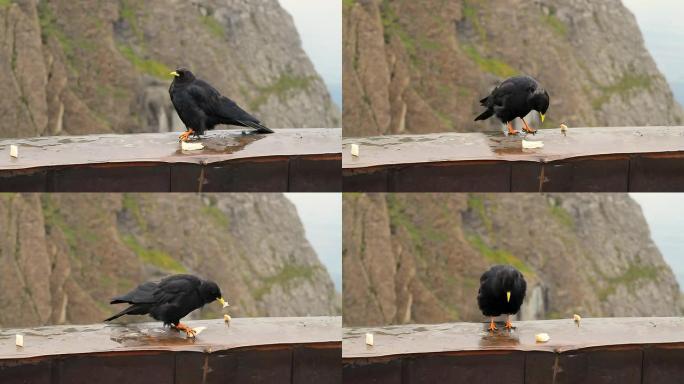 Dohle黑鸟喂食山。皮拉图斯 (HD)