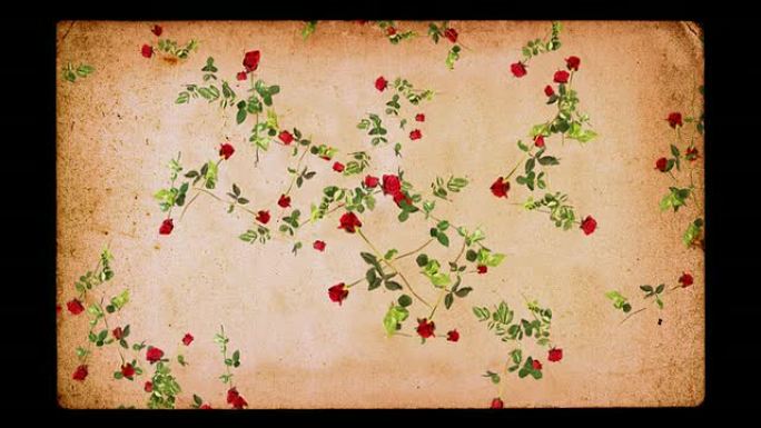 浪漫背景循环。垃圾纸上落下的玫瑰。
