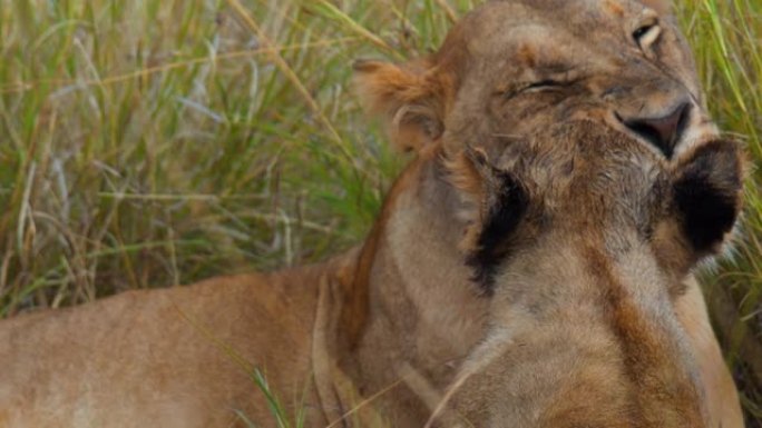 母狮和幼狮在野生动物保护区的草原上休息时互相舔着