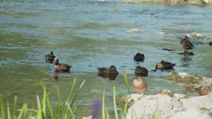 乌纳河上的野鸭