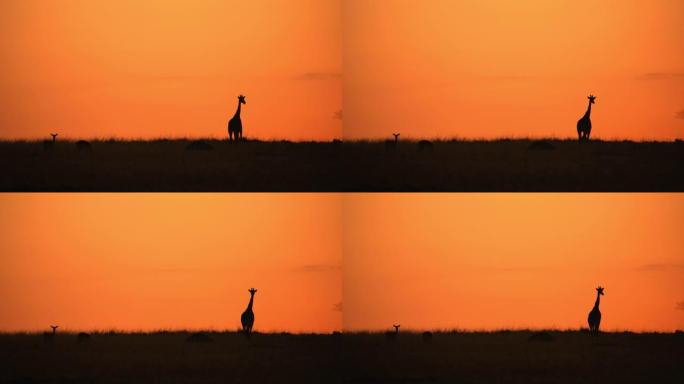 剪影长颈鹿在引人注目的橙色日出天空下行走