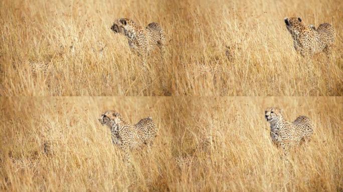 慢动作猎豹在草原上跟踪