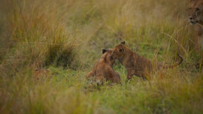 野生动物保护区草原上的母狮和顽皮可爱的幼狮