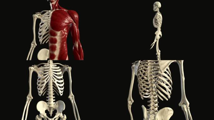 肌肉骨骼三维动画