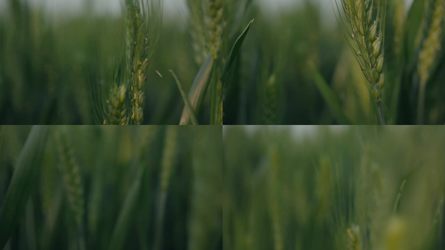 小麦_V1-0002