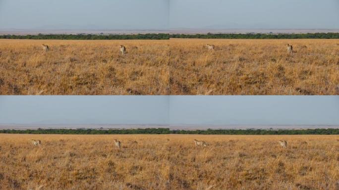 猎豹在马赛马拉国家保护区的景观上行走