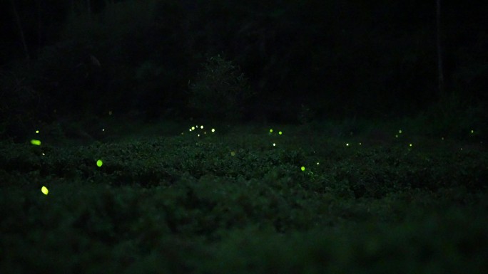 黑夜里闪烁的萤火虫