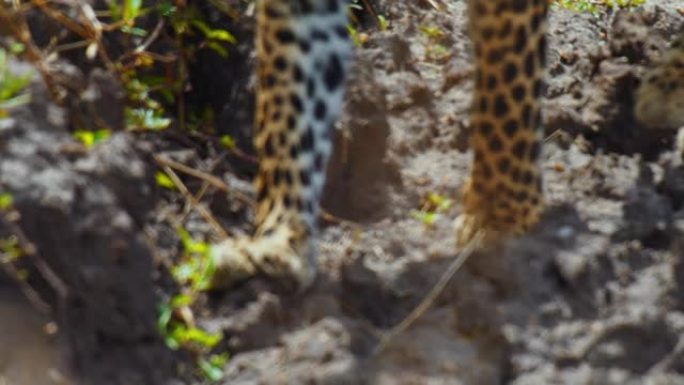 在野生动物保护区的岩石上行走的豹子爪子
