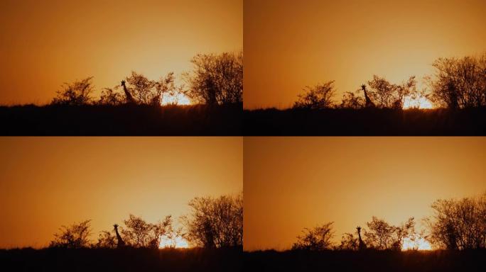 剪影长颈鹿在戏剧性的日出天空中行走
