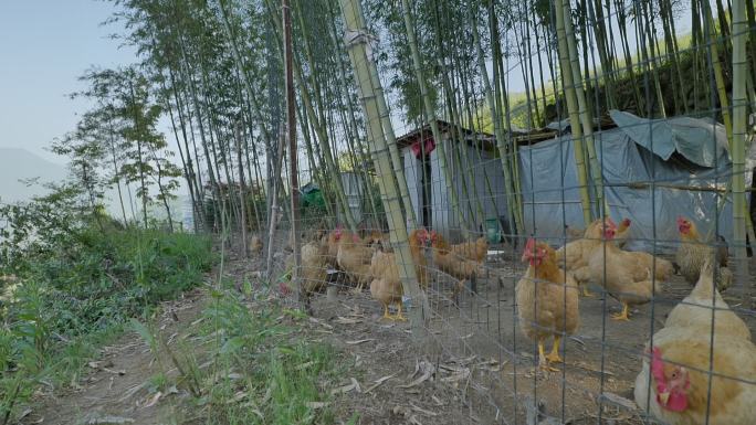 高山田园竹林养殖的鸡