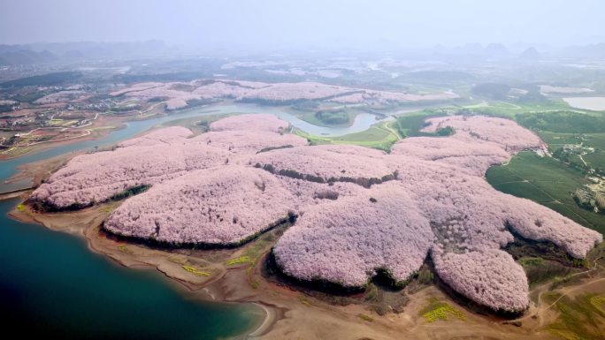 贵阳樱花